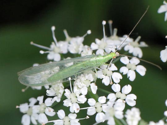 Chrysopidae, Florfliegen