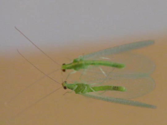 Chrysopidae, Florfliegen