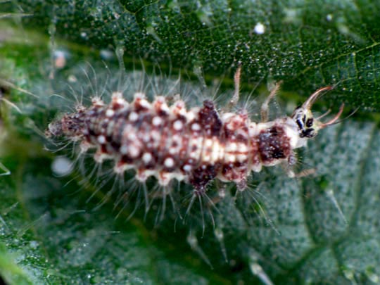 Chrysopidae, Florfliegen, Larve