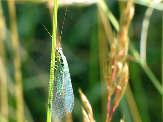 Chrysopidae, Florfliegen