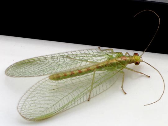 Chrysopidae, Florfliegen