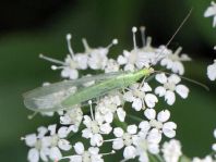 Chrysopidae, Florfliegen