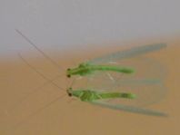 Chrysopidae, Florfliegen