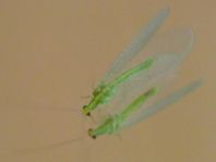 Chrysopidae, Florfliegen