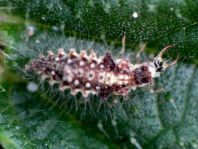 Chrysopidae, Florfliegen, Larve