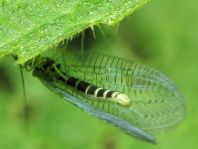 Chrysopidae, Florfliegen
