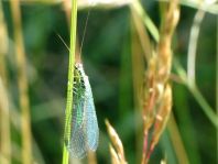 Chrysopidae, Florfliegen
