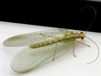 Chrysopidae, Florfliegen