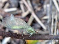 Chrysopidae, Florfliegen