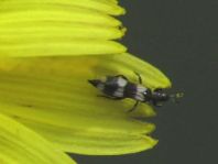Aeolothripidae
