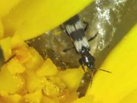 Aeolothripidae