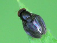 Stegana sp.