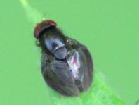 Stegana sp.
