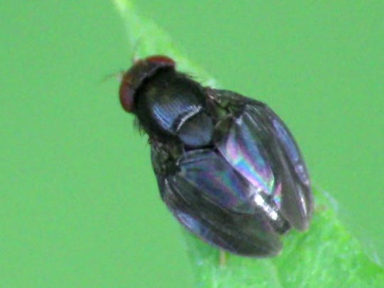 Stegana sp.