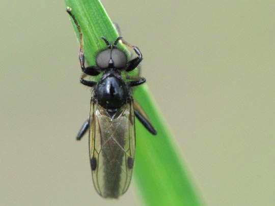 Bibio sp.