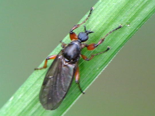 Bibio sp.
