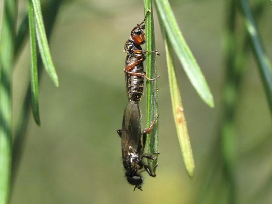 Bibio sp.