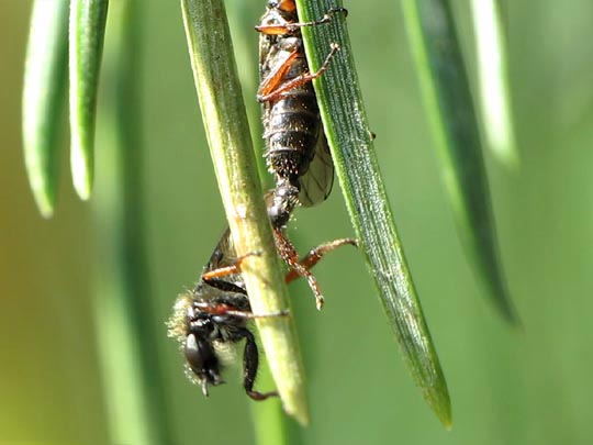 Bibio sp.