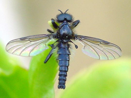 Haarmücke, Bibio lanigerus