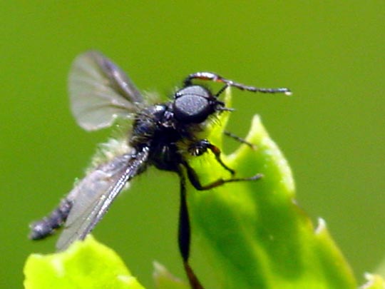 Haarmücke, Bibio lanigerus