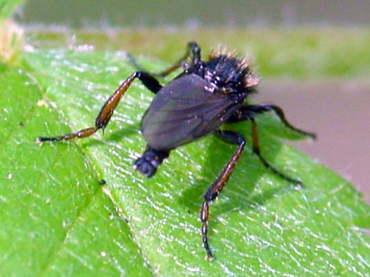 Haarmücke, Bibio johannis