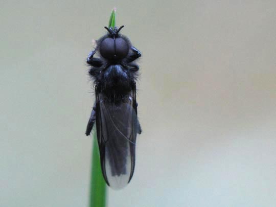 Bibio marci, Märzfliege