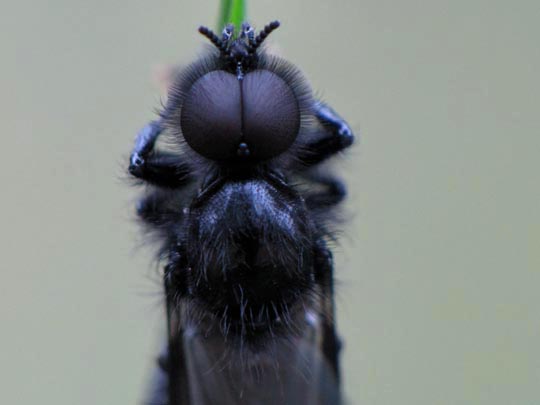 Bibio marci, Märzfliege