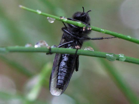 Bibio marci, Märzfliege