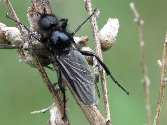 Bibio marci, Märzfliege