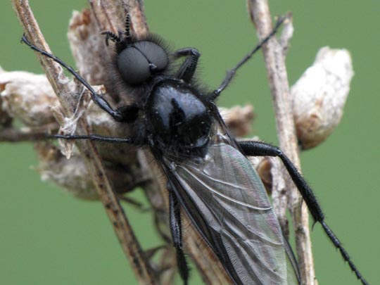 Bibio marci, Märzfliege