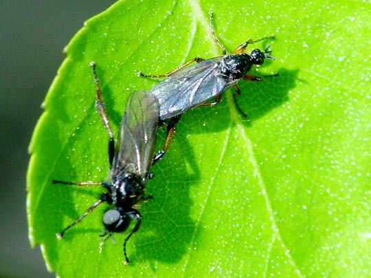 Haarmücke, Bibio cf. johannis