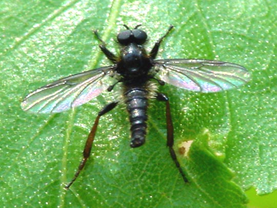 Haarmücke, Bibio cf. johannis
