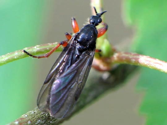 Bibio sp.