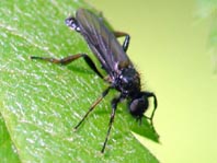 Haarmücke, Bibio johannis