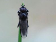 Bibio marci, Märzfliege