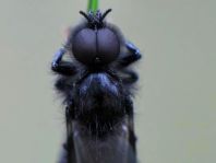 Bibio marci, Märzfliege