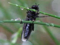 Bibio marci, Märzfliege