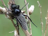 Bibio marci, Märzfliege