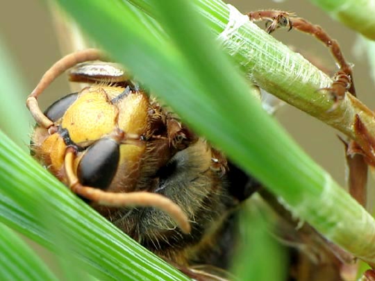 Hornisse, Vespa crabro