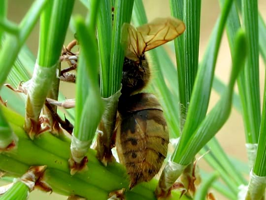 Hornisse, Vespa crabro