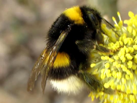 Hummel, Bombus sp.