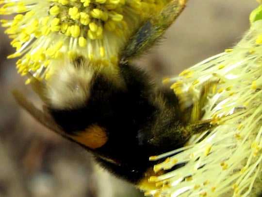 Hummel, Bombus sp.