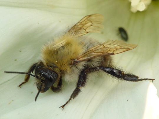 Bombus pascuorum, Ackerhummel