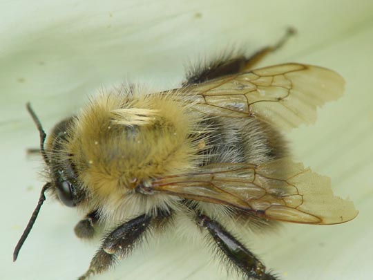 Bombus pascuorum, Ackerhummel