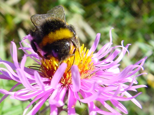 Bombus sp.