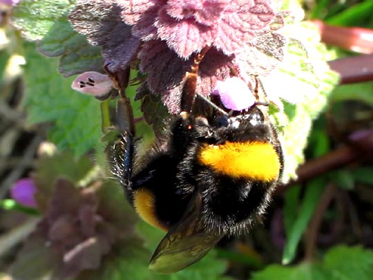 Hummel, Bombus sp.