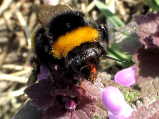 Hummel, Bombus sp.