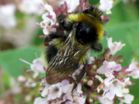 Hummel