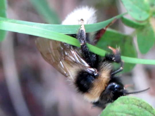 Hummel