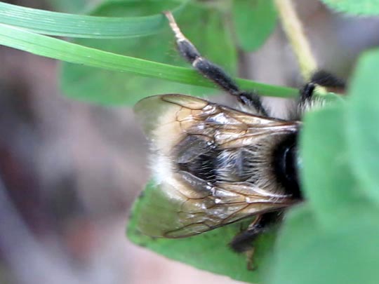 Hummel